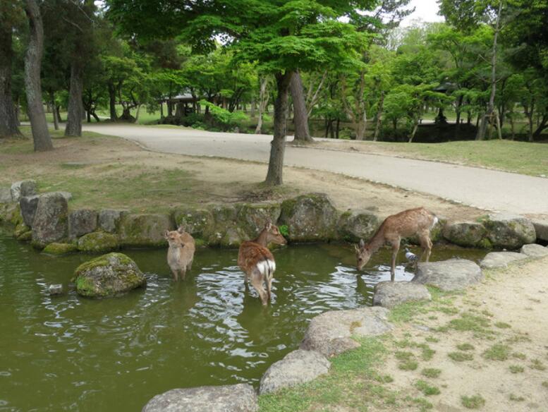 日本神鹿公园.jpg